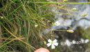 Gipskraut (Kriechendes-)