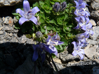 Glockenblume (Mont-Cenis-)