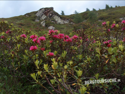 Alpenrosenteppich