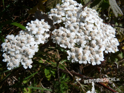 Steinraute (Bittere Schafgarbe)