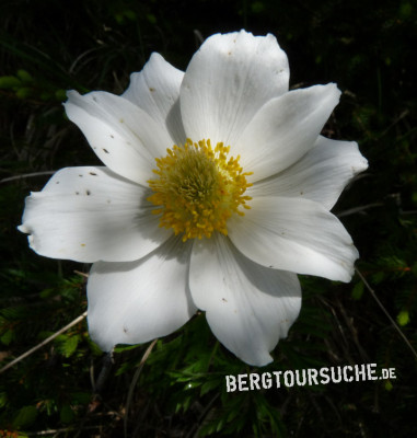 Alpen-Anemone (Alpen-Kuhschelle)