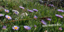 Alpen-Aster