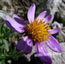 Alpen-Aster