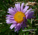 Alpen-Aster