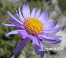 Alpen-Aster