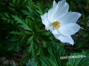 Anemone (Alpen-)