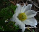 Alpen-Anemone (Alpen-Kuhschelle)