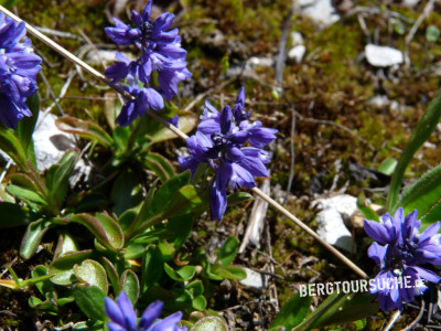 Voralpenkreuzblume