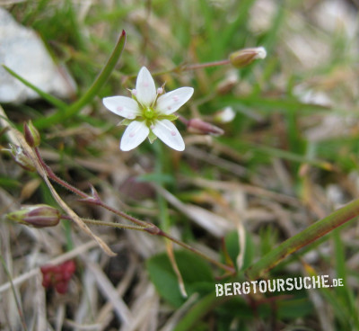 Miere (Alpenfrühlings-)