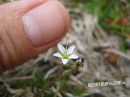 Miere (Alpenfrühlings-)