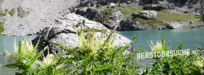 Alpen-Kratzdistel