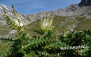 Alpen-Kratzdistel