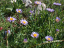 Alpen-Aster