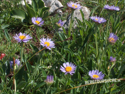 Alpen-Aster