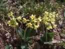 Schlüsselblume