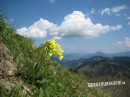 Schlüsselblume (hohe)