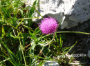 Distel (Alpen- oder Berg-)