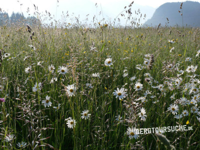 Bergwiesen im Juni in Talnähe