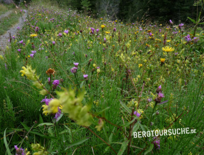 Bergwiese im August