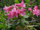 Alpenrose (Bewimperte)