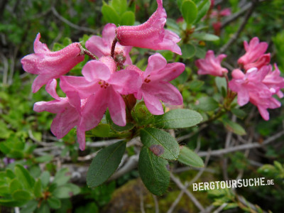 Alpenrose (Bewimperte)