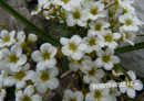 Steinbrech (Blau-grüner)