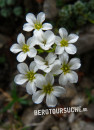 Steinbrech (Blau-grüner)