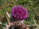 Distel (wollköpfige Kratz-)