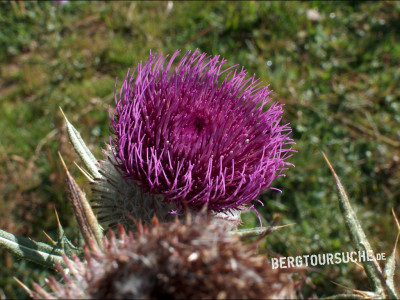 Distel (wollköpfige Kratz-)