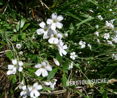 Leimkraut (Felsen-)