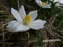 Küchenschelle (große Alpen-Kuhschelle, Alpenanemone)