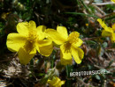 Alpenmohn