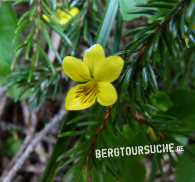 Veilchen (Gelbes Berg-)