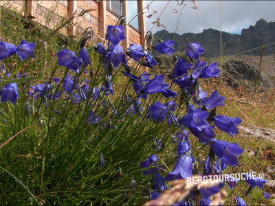 Glockenblume (Kleine)