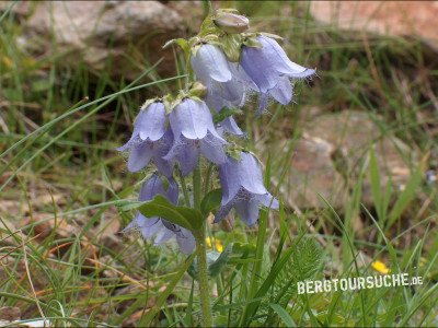 Glockenblume (Bärtige)