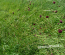 Wiesenknopf (Großer-)