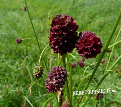 Wiesenknopf (Großer-)