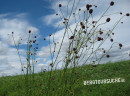 Wiesenknopf (Großer-)