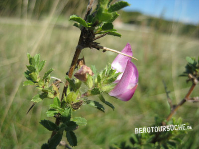 Hauhechel (Dornige-)