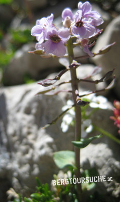 Hellerkraut (Gebirgs- auch Täschelkraut)