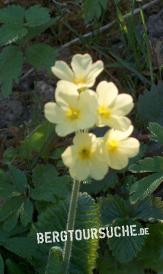 Schlüsselblume (hohe)