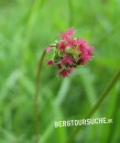 Wiesenknopf (kleiner)