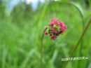 Wiesenknopf (kleiner)