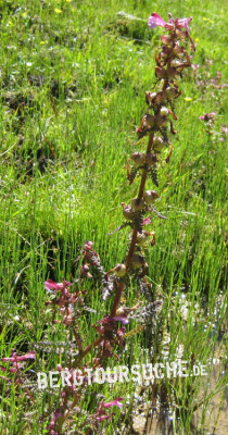 Läusekraut (Fleischrotes-)