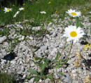 Margertite (Berg-)