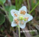 Moosauge (Einblütiges Wintergrün)