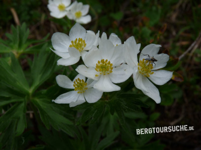 Anemone (Berghähnlein) (Narzissenblütige)