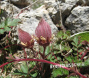 Nelkenwurz (Kriechende- oder Gletscher-Petersbart)