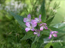 Weidenröschen (Quirlblättriges-)