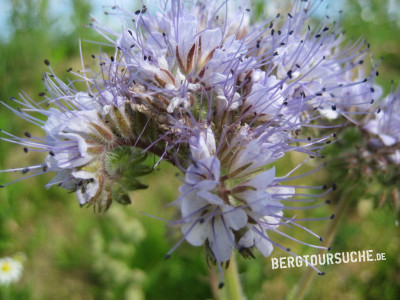 Büschelschön (Reinfarnblättriges- auch Bienenweide, Büschelblume)